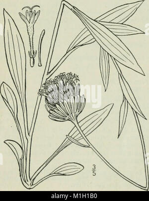 *Une flore illustrée du nord des États-Unis, du Canada et des possessions britanniques* fournit des illustrations botaniques et des descriptions de plantes trouvées dans les régions du nord de l'Amérique du Nord. Le guide couvre les espèces végétales de Terre-Neuve à la Virginie et au-delà. Banque D'Images