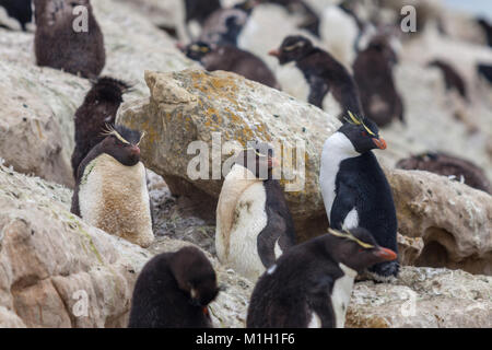 Colonie de manchots gorfous sauteurs, des poussins en mue, West Falkland Banque D'Images