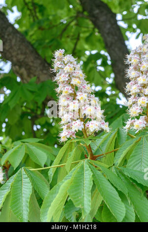 Le marronnier commun (Aesculus hippocastanum), Gewöhnliche Rosskastanie (Aesculus hippocastanum) Banque D'Images