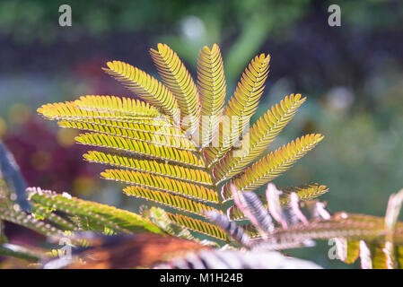 Acacia (Albizia julibrissin summer soie chocolat), Seidenakazie (Albizia julibrissin Summer Chocolate) Banque D'Images