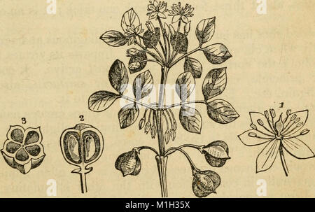 Un recueil analytique des différentes branches de la science médicale, pour l'utilisation et l'examen des étudiants (1848) (17983394430) Banque D'Images