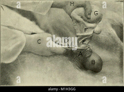 Ce livre de 1914 fournit des instructions détaillées sur la pratique de la castration animale, destinées aux étudiants et aux médecins. Il couvre les techniques, les outils et les considérations pour la castration du bétail et d'autres animaux dans les soins vétérinaires. Banque D'Images