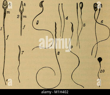 Un traité sur l'anatomie pratique- pour les étudiants d'anatomie et de chirurgie (1891) (14771603152) Banque D'Images