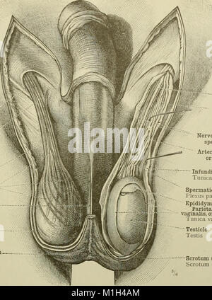 Cet atlas de 1919 fournit des illustrations anatomiques détaillées pour les étudiants et les professionnels de la santé, aidant à l'étude de l'anatomie humaine et à la compréhension du corps humain. Banque D'Images