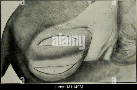 Ce livre de 1920 fournit des instructions détaillées sur la castration animale pour les étudiants et les praticiens. Il couvre les techniques, les outils et les principes biologiques liés à la procédure. Il s'agit d'une ressource éducative conçue pour les étudiants vétérinaires et les professionnels qui cherchent à comprendre et à effectuer des procédures de castration chez les animaux. Banque D'Images