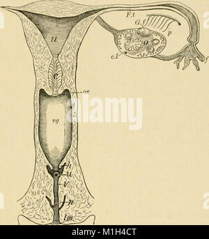 An American Text-Book of Physiology, publié en 1897, est un ouvrage de référence complet sur la science de la physiologie. Il couvre les fonctions, les systèmes et les principes de la physiologie du corps humain de manière détaillée et savante. Banque D'Images