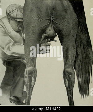 La castration des animaux ; un livre à l'usage des étudiants et des praticiens (1920) (18197283461) Banque D'Images