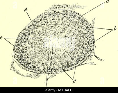 Un texte-livre d'embryologie pour les étudiants de médecine (ressource électronique) (1907) (20165955299) Banque D'Images