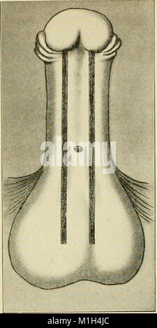 Un nouveau manuel de chirurgie, civils et militaires (1917) (14580016150) Banque D'Images