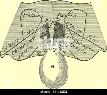 Un manuel de la dissection du corps humain (ressource électronique) - à l'usage des étudiants et plus particulièrement pour ceux qui se préparent pour l'examen supérieur en anatomie (1881) (14771759505) Banque D'Images