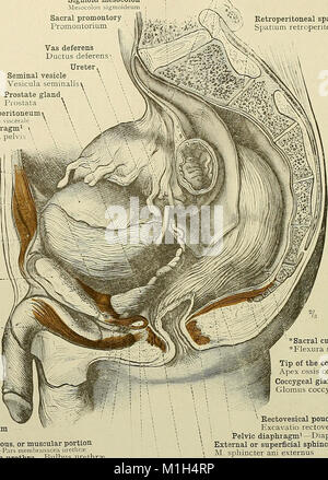 Cet atlas de 1919 fournit des illustrations anatomiques détaillées et des descriptions, visant à aider les étudiants et les médecins à comprendre la structure du corps humain à des fins éducatives et médicales. Banque D'Images