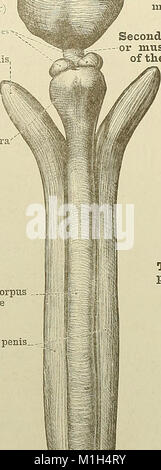 'An Atlas of Human Anatomy for Students and Physicians' (1919) fournit des illustrations et des descriptions détaillées de l'anatomie humaine. L'atlas sert de référence complète pour les étudiants en médecine et les professionnels de la santé, couvrant la structure du corps humain, les systèmes d'organes et le cadre squelettique. Banque D'Images