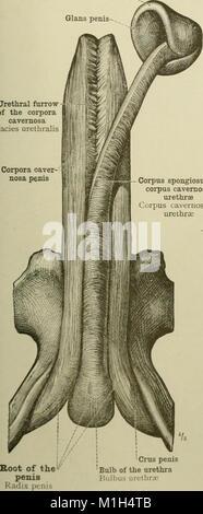 Cet atlas de 1919 fournit des illustrations et des descriptions détaillées de l'anatomie humaine à des fins éducatives. Il est conçu pour aider les étudiants et les professionnels de la santé à comprendre la structure, les organes et les systèmes du corps humain. Banque D'Images