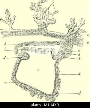 Un texte-livre d'embryologie pour les étudiants de médecine (ressource électronique) (1907) (20344332672) Banque D'Images