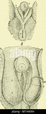 Un texte-livre d'embryologie pour les étudiants de médecine (ressource électronique) (1907) (19732081723) Banque D'Images