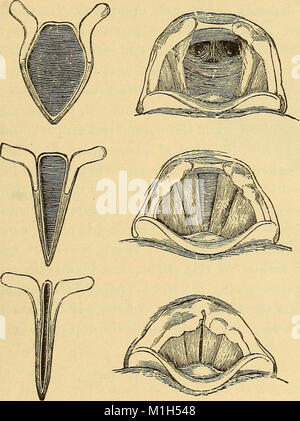 Ce travail de 1890 couvre les principes fondamentaux de l'anatomie, de la physiologie et de l'hygiène, donnant un aperçu de la structure du corps humain, de ses fonctions et des pratiques qui soutiennent la santé et le bien-être. C'est une référence sur le maintien d'une bonne santé par une hygiène adéquate et la compréhension des systèmes du corps. Banque D'Images