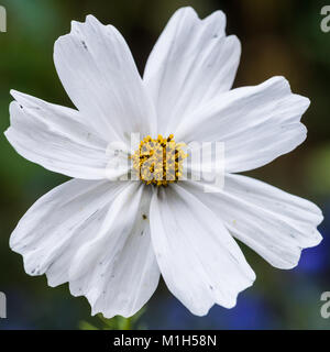 Un plan macro sur une fleur de cosmos blanc. Banque D'Images