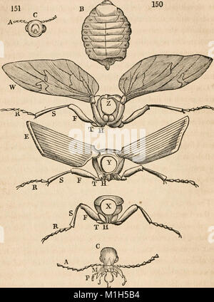 Physiologie végétale et animale, examinée par rapport à la théologie naturelle (1836) (14578284387) Banque D'Images