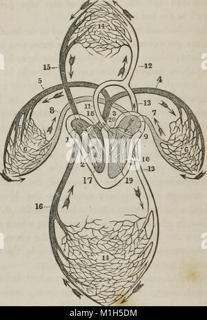 Un traité sur l'anatomie, la physiologie, et de l'hygiène - conçu pour les établissements, les académies, et les familles (1849) (14781028761) Banque D'Images