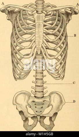 L'anatomie, la physiologie et l'hygiène pour les écoles secondaires (1900) (14758414346) Banque D'Images