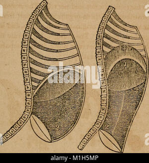 Un traité sur l'anatomie, la physiologie et l'hygiène - conçu pour les établissements, les académies et les familles (1850) (14781625291) Banque D'Images