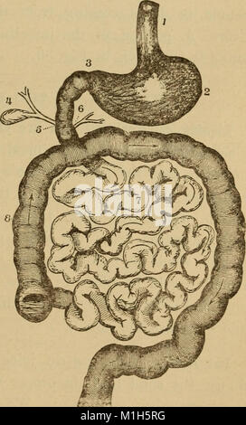 Un corps en bonne santé. Un manuel de l'anatomie, la physiologie, l'hygiène, l'alcool et des stupéfiants. Pour une utilisation dans des grades intermédiaires dans les écoles publiques et privées (1889) (14576773177) Banque D'Images