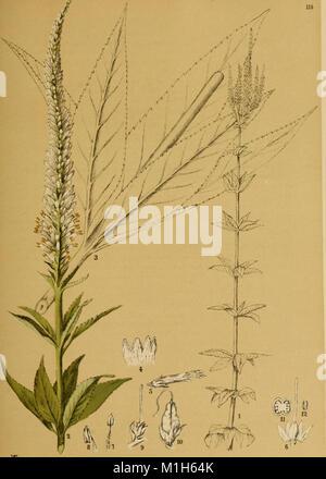 Ce guide de 1887 propose des descriptions détaillées et des illustrations des plantes utilisées en homéopathie, couvrant leurs utilisations historiques, leurs méthodes de préparation, leurs propriétés chimiques et leurs effets physiologiques sur le corps humain. Banque D'Images