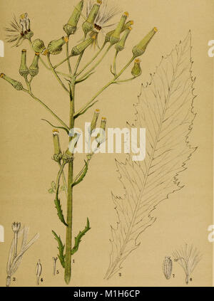 American plantes médicinales ; an illustrated guide descriptif et à l'American plantes utilisées comme remèdes homopathic- leur histoire, la préparation, la chimie et les effets physiologiques (1887) (17968987418) Banque D'Images