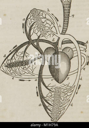 Anatomie et physiologie - conçu pour les académies et les familles (1847) (14781514582) Banque D'Images