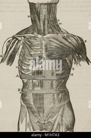 Anatomie et physiologie - conçu pour les académies et les familles (1847) (14779471214) Banque D'Images