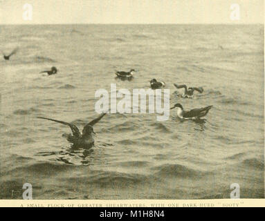 Parmi les oiseaux d'eau ; l'observation, l'aventure, la photographie. Un récit populaire de l'eau pintade que l'on trouve dans les états du nord et du Moyen-Orient et le Bas-Canada, à l'Est des Rocheuses (1903) (14753160554) Banque D'Images