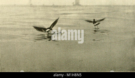 Parmi les oiseaux d'eau ; l'observation, l'aventure, la photographie. Un récit populaire de l'eau pintade que l'on trouve dans les états du nord et du Moyen-Orient et le Bas-Canada, à l'Est des Rocheuses (1903) (14732506736) Banque D'Images