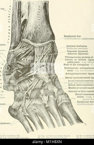 Cet atlas de 1919 fournit des illustrations et des descriptions détaillées de l'anatomie humaine, servant de référence aux étudiants en médecine et aux professionnels de la santé pour comprendre la structure du corps humain. Banque D'Images