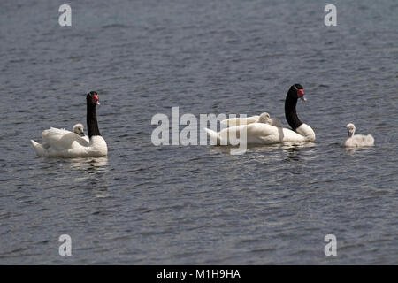 Cygne à cou noir (cygnus melancoryphus paire avec cygnets sur la mer à Puerto Natales Patagonie Chili Amérique du Sud Décembre 2016 Banque D'Images