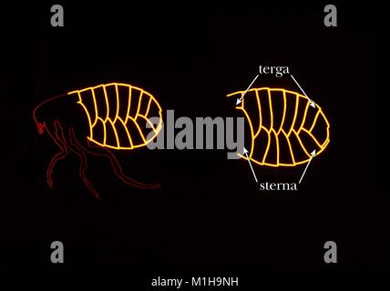 Illustration des segments abdominaux de l'exosquelette d'une puce, utilisée pour la classification et l'identification des espèces, 1976. Image courtoisie CDC. () Banque D'Images