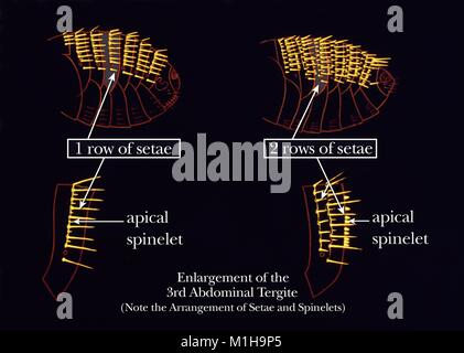 Illustration des soies (poils) sur les abdominaux du aux puces tergites (en haut de l'exosquelette des segments), utilisées pour classer les puces dans les familles, 1976. Image courtoisie CDC. () Banque D'Images