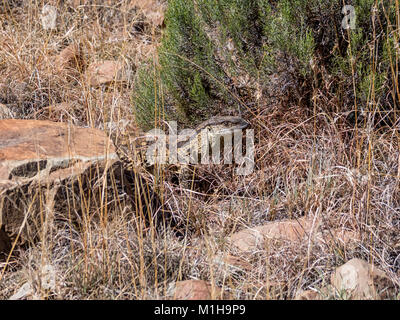 Un moniteur de Rock dans le sud de la savane africaine Banque D'Images