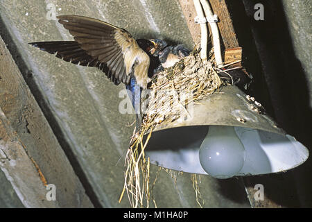 Hirondelle rustique Hirundo rustica nourrir les jeunes dans un nid sur le dessus d'une lampe dans une grange près de Cranborne Dorset England UK Banque D'Images