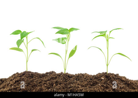 Les jeunes plants de poivron isolé sur fond blanc Banque D'Images