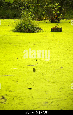 Une image de la solitude dans la forêt marécageuse. Banque D'Images