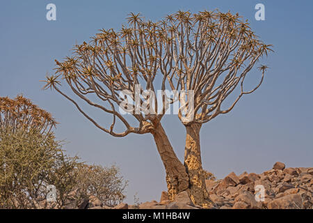 Aloidendron dichotomum, le carquois arbre. dans la Soutern Namibie 9 Banque D'Images