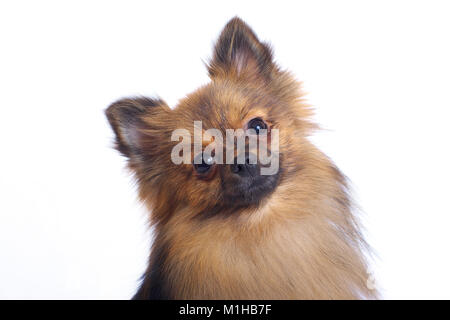 Le chef de la German Spitz closeup Banque D'Images
