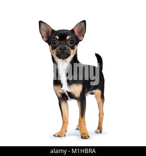 Chien chiwawa noir côté regardant la caméra isolé sur fond blanc Banque D'Images