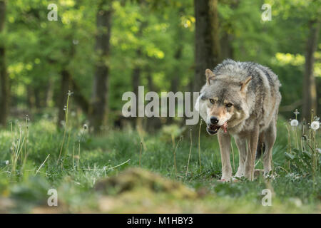 Loup gris Banque D'Images