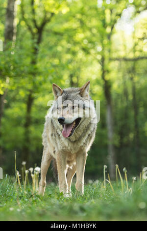 Loup gris Banque D'Images