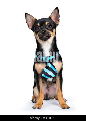 Black chiwawa chien assis avec blue black tie à la recherche de l'appareil isolé sur fond whtie Banque D'Images