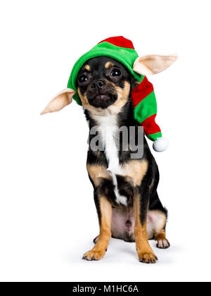 Black chiwawa chien assis avec drôle noël / elf hat isolé sur fond de Pentecôte Banque D'Images