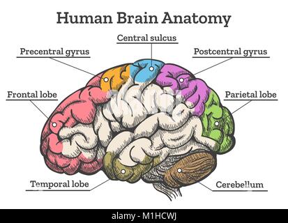 Schéma de l'anatomie du cerveau humain. Sections de cerveau tête vector illustration Illustration de Vecteur