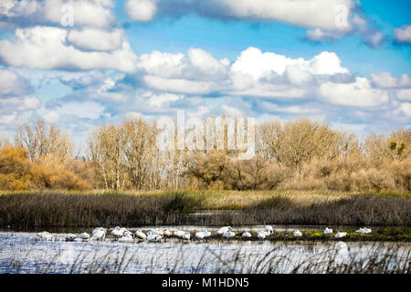 Les Cygnes siffleurs au San Luis National Wildlife Refuge dans la vallée centrale de Californie Banque D'Images