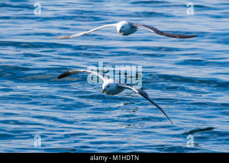 Deux en Islande albatros volant bas au-dessus de l'océan. L'un en face de l'eau éclabousse l'extrémité de l'aile comme sa coupe à travers la crête d'une vague. Banque D'Images